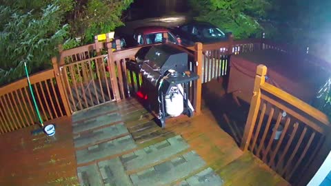 Family of Bears Climbs Over Gate to Eat Cat Food