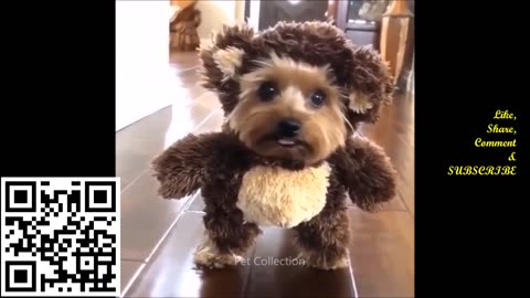 Cute and funny pet compilations--you'll laugh your butt off!