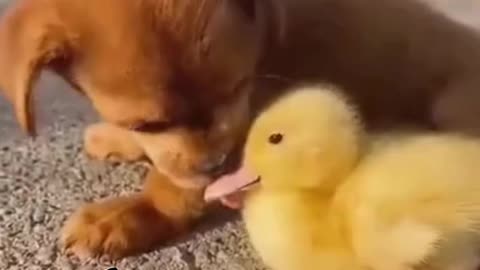 little cute dog with duck chicks