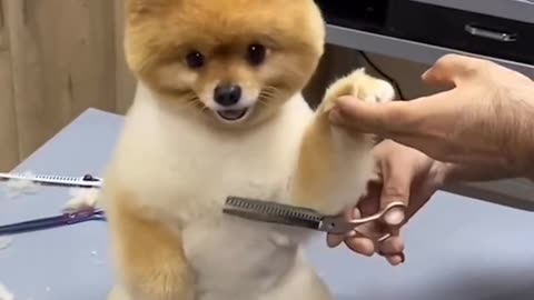 Cute dog haircut 🫶 #Dogvideo #Cutedog #dogvideo