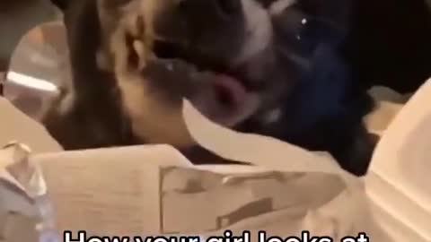 DOG LOOKING TO THE FRIES IN HILLARIOUS WAY