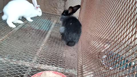 The female lion head rabbit and the white male are a happy couple who are expecting bunnies