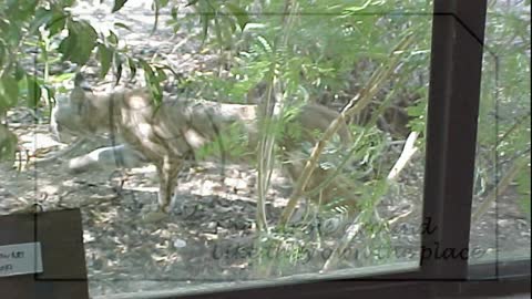 A Bobcat in Tucson