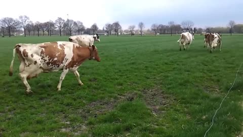 De koeien weer naar buiten