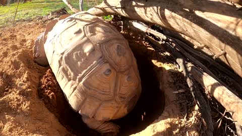 Tortoise Laying Eggs-12