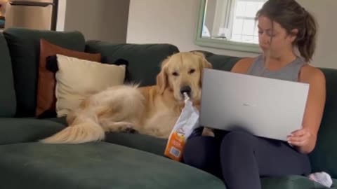 A Funny Dog With A Lady to Sitting