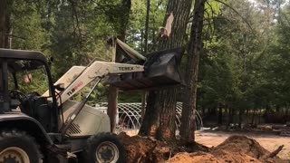 Large oak removal