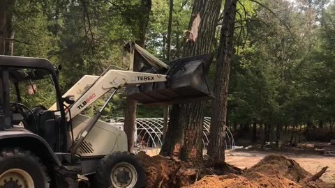 Large oak removal