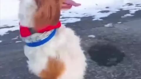 Dog Funny Videos Compilation | Lets LAUGH 😋 😋