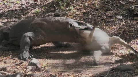 Komodo dragon attacking a big goat in the forest