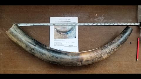 Woolly Mammoth Mammuthus primigenius Large Tusk Fossil