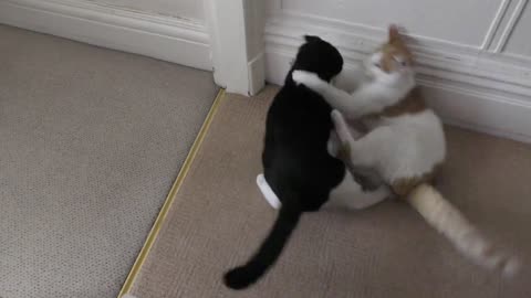 UFC Ultimate Fighting Cats (5)