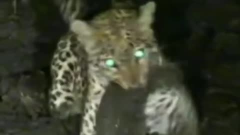 Leopard Fish hunts in a swamp