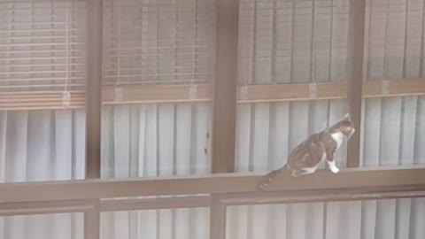 Cat Carefully Balances on Balcony Railing