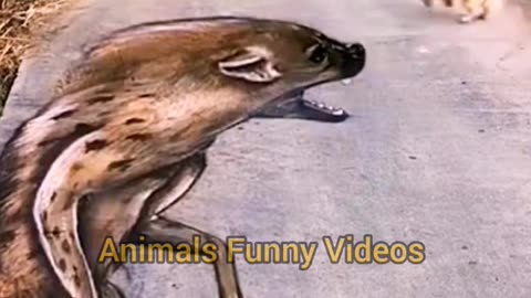 Funny Dog Reaction Video Compilation 2024 | Animal Funny Moments | Animals Funny Videos #shorts #dog