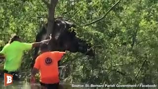 Cow Stuck in Tree After Hurricane Ida