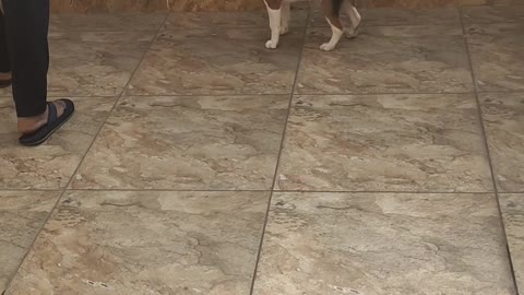 Cute beagle At Terrace Part 6