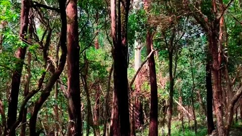 Fog-Covered Bliss: Wayanad's Nadukani Estate | Kerala, India 🌄