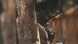 Tiger v Lion