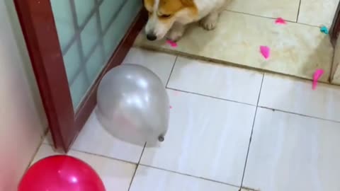 Dog 🐕 playing with baloon