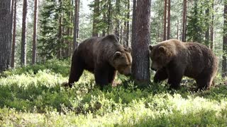 Intense Territorial Brawl Between Two Massive Brown Bears