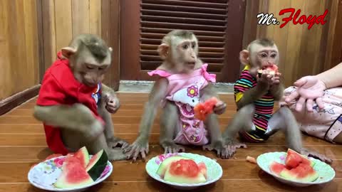 Amazing Funny Triplet Monkeys