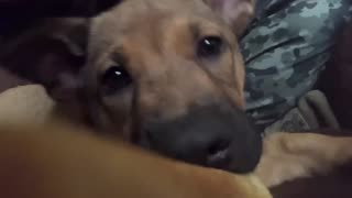 cute puppy