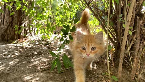 Neighbor Cat Nemesis At Front Door, Meows The House Down