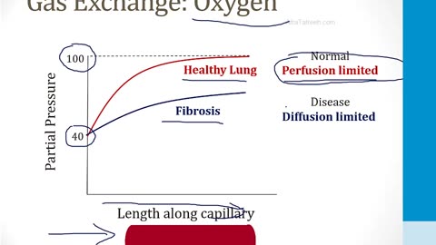 Pulmonary - 1. Embryology, Anatomy and Physiology - 5.Pulmonary Circulation