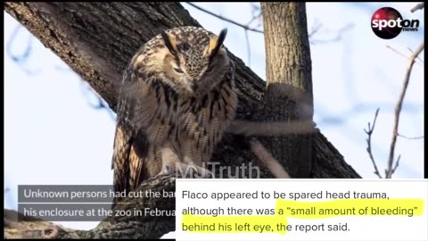 Flacco the Owl died a Few Days ago Blood behind Left Eye - Jacob Rothschild died Today