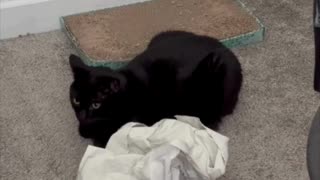 Adopting a Cat from a Shelter Vlog - Cute Precious Piper Guards the Packing Material #shorts