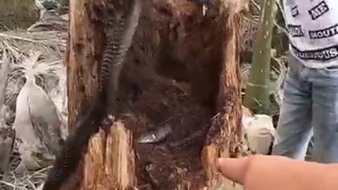 A young man catches a snake inside a tree, but something unexpected happens 😱