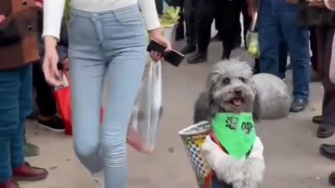 QUE BELLO PERRITO QUE CAMINA COMO PERSONA