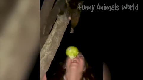 Animals funny video 🤣🤣