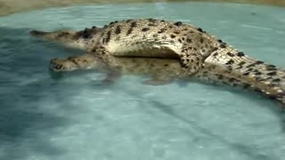 Crocodile sex