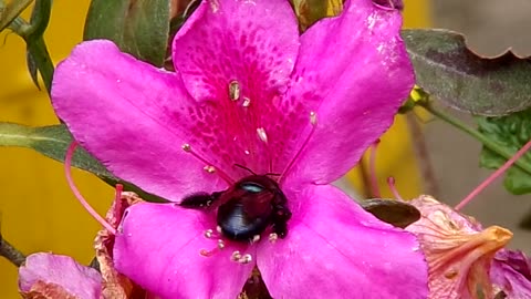 A Carpenter bee enjoying an Azalea flower