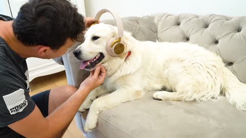 My Dog Reacts To Headphones Music. He LOVES IT!