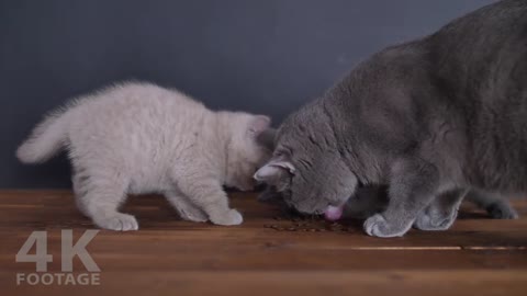 British Shorthair Gray and Lilac kittens with Mother Cat eating pet food at 7 weeks - 4K footage