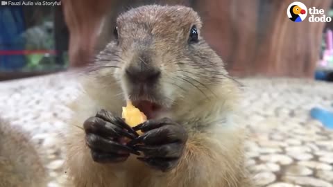 These Groundhogs Are Serious About Snacks