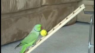 Amazing Bird Tricks