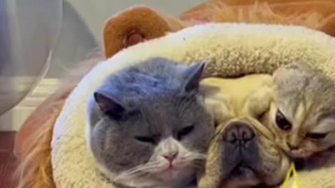 When cats and dogs sleep together
