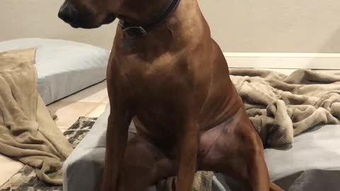 Dog acts like a human after her nap