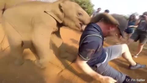 Watch this little elephant how he treats people