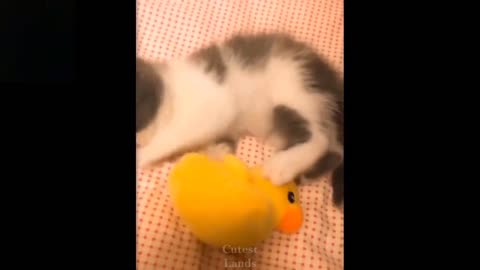 💗Cute And Funny Pets _ Try Not To Laugh To These Pets Compilation 💗 Cutest Lands.mp4