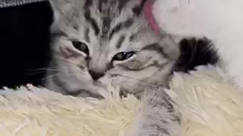 Beautiful cat 🐈 trending video