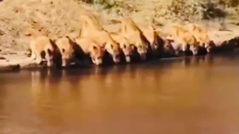 Lions drinking water