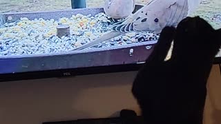 Cat playing with birds on tv