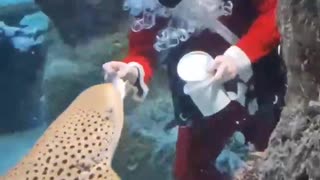 🇷🇺🎄Video from the oceanarium in Novosibirsk: Ded Moroz (Grandpa Frost