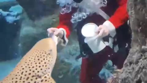 🇷🇺🎄Video from the oceanarium in Novosibirsk: Ded Moroz (Grandpa Frost