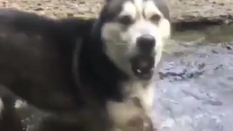 A dog that loves playing with water.